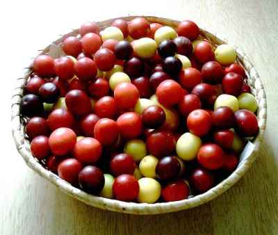 ����� ���� ����� ������� Prunus cerasiferaO
